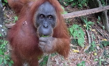 ブキットラワン , グヌンレウセル国立公園