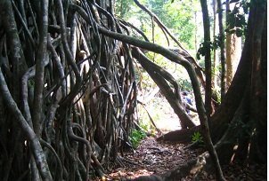  ウジュンクロン国立公園 行き方 , 
ウジュンクロン国立公園