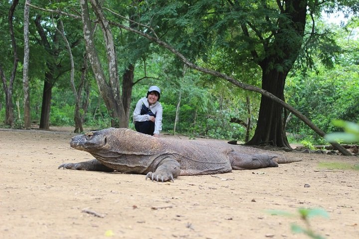 コモド島 コモドドラゴン