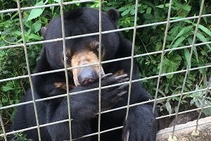 カリマンタン オランウータン ツアー ジャカルタ 旅行会社