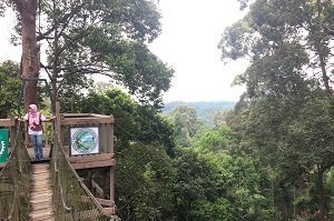 カリマンタン オランウータン ツアー ジャカルタ 旅行会社