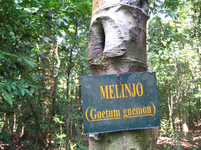 ウジュンクロン国立公園 , ウジュンクロン国立公園 ツアー , ウジュンクロン国立公園 行き方 , ウジュンクロン国立公園