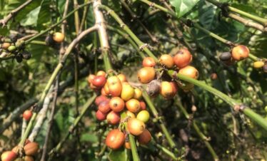 ボゴール コーヒー農園見学