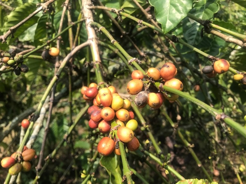 ボゴール コーヒー農園見学