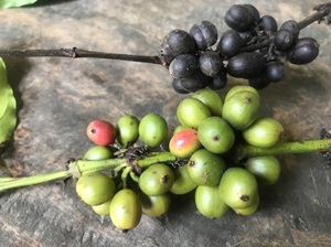 コーヒー生産地訪問