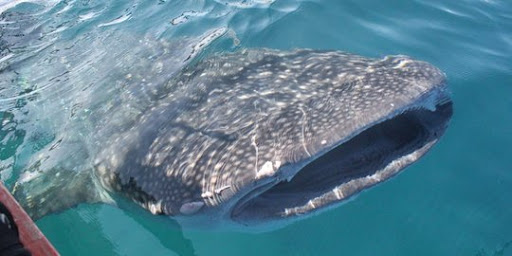 スマトラの熱帯雨林遺産 Archives - BEWISH TOUR